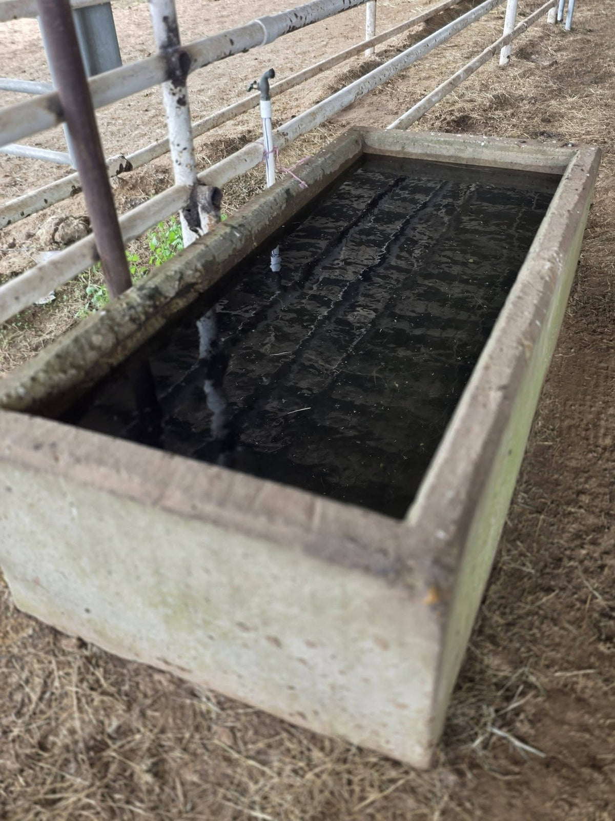 Texas Precast C Box in use as a livestock water trough in a pasture