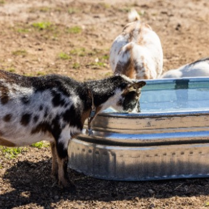 40 Gallon Behlen Country 2' x 1' x 4' Shallow Farmstead Oval Galvanized Tank (MPN: 50130198)