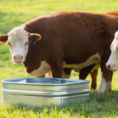 60 gallon Behlen Country 34" x 34" x 12" Shallow Farmstead Square Stock Galvanized Tanks (MPN: 50140078)
