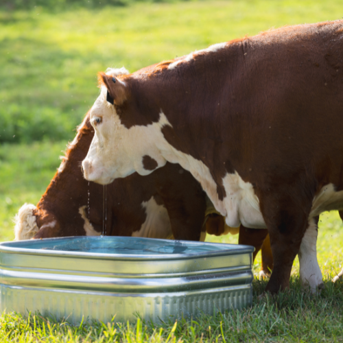 60 gallon Behlen Country 34" x 34" x 12" Shallow Farmstead Square Stock Galvanized Tanks (MPN: 50140078)