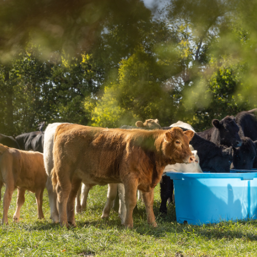 300 Gallon Behlen Country 3' x 2' x 8 Farm Flex Oval Stock Tank  (MPN: 52112187)