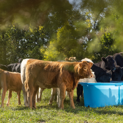 300 Gallon Behlen Country 3' x 2' x 8 Farm Flex Oval Stock Tank  (MPN: 52112187)