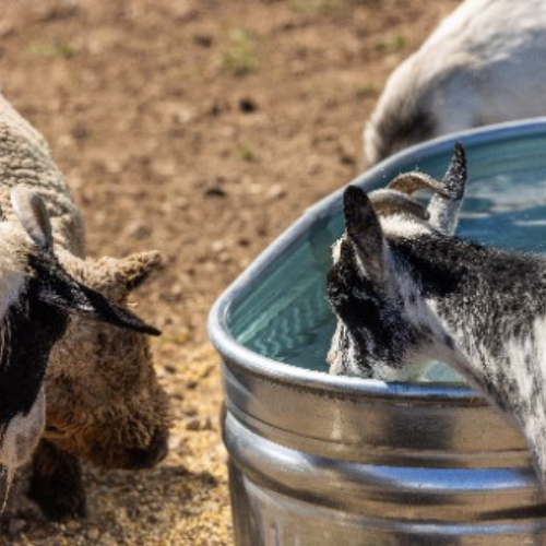 40 Gallon Behlen Country 2' x 1' x 4' Shallow Farmstead Oval Galvanized Tank (MPN: 50130198)