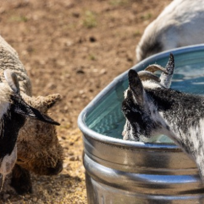 40 Gallon Behlen Country 2' x 1' x 4' Shallow Farmstead Oval Galvanized Tank (MPN: 50130198)