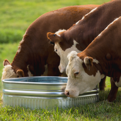 60 gallon Behlen Country 34" x 34" x 12" Shallow Farmstead Square Stock Galvanized Tanks (MPN: 50140078)