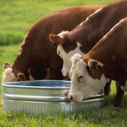 60 gallon Behlen Country 34" x 34" x 12" Shallow Farmstead Square Stock Galvanized Tanks (MPN: 50140078)