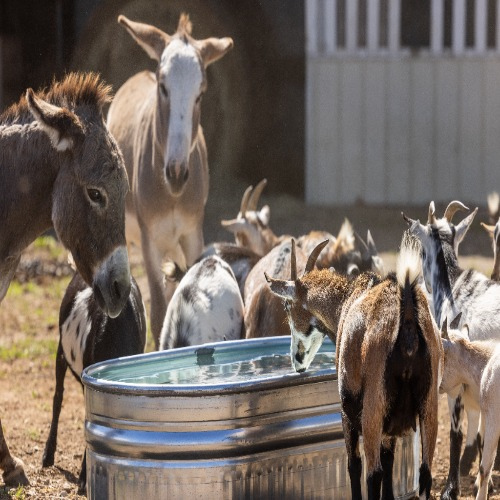 40 Gallon Behlen Country 2' x 1' x 4' Shallow Farmstead Oval Galvanized Tank (MPN: 50130198)