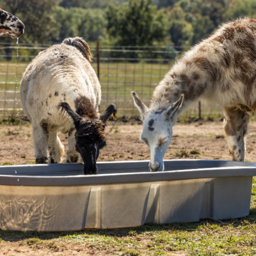 70 Gallon Behlen Country 2' x 1' x 6' Farm Flex Oval Tank (MPN: 52110067GT)