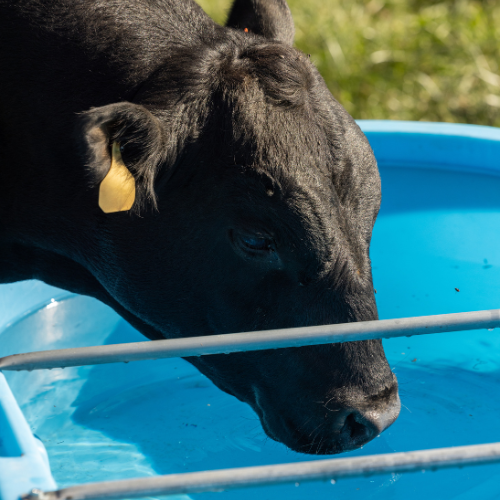 300 Gallon Behlen Country 3' x 2' x 8 Farm Flex Oval Stock Tank  (MPN: 52112187)