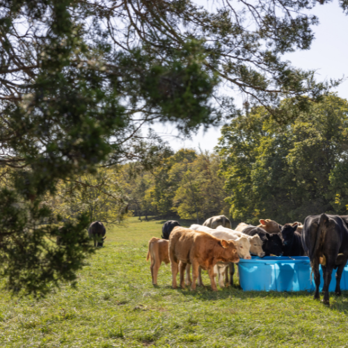 300 Gallon Behlen Country 3' x 2' x 8 Farm Flex Oval Stock Tank  (MPN: 52112187)