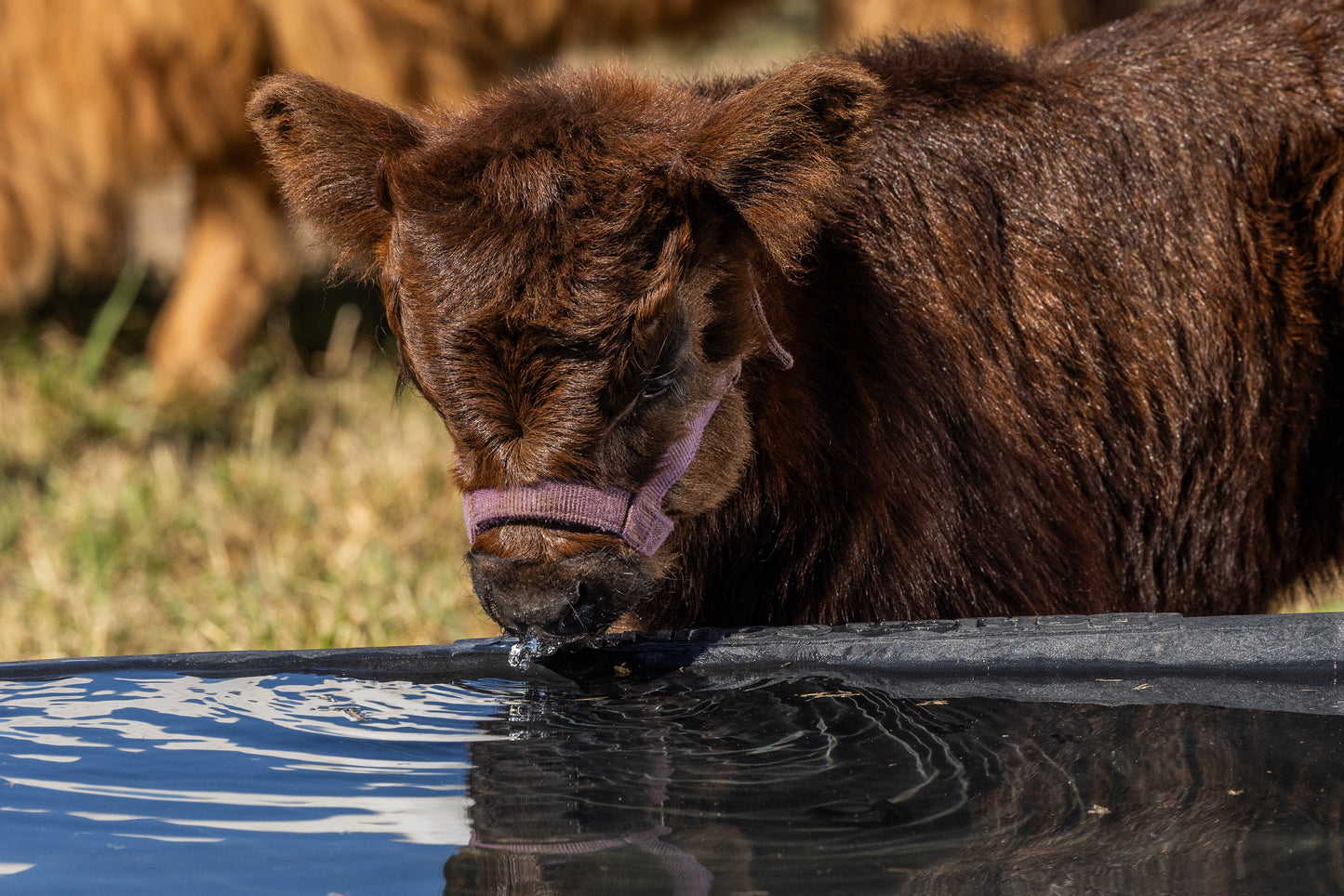 60 Gallon Behlen Country Rigid Poly Stock Tank  (MPN: 52120605)