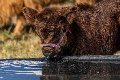 60 Gallon Behlen Country Rigid Poly Stock Tank  (MPN: 52120605)