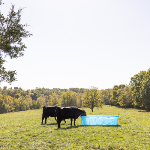 300 Gallon Behlen Country 3' x 2' x 8 Farm Flex Oval Stock Tank  (MPN: 52112187)