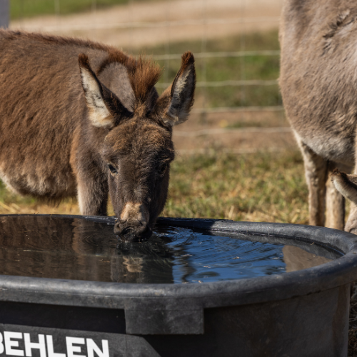 60 Gallon Behlen Country Rigid Poly Stock Tank  (MPN: 52120605)