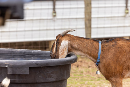100 Gallon Behlen Country Rigid Poly Tank With Drinker (MPN: 52121015)
