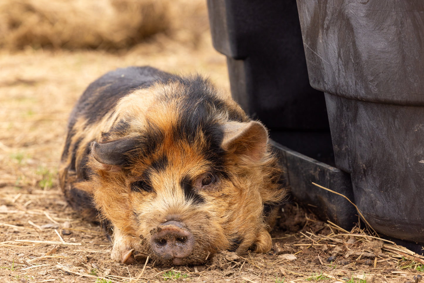 100 Gallon Behlen Country Rigid Poly Tank With Drinker (MPN: 52121015)