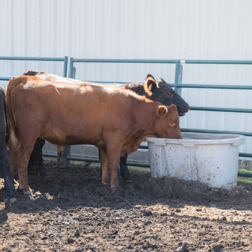 100 Gallon Behlen Country 2' x 2' x 4' Farm Flex Oval Tank (MPN: 52112017GT)